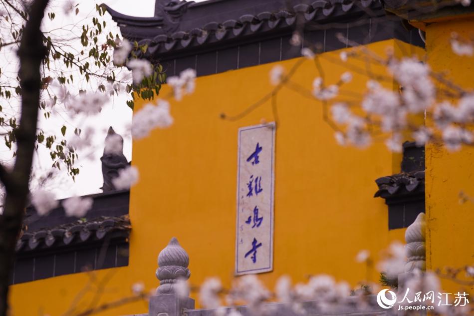 3月，雞鳴寺櫻花如約而至。尹翔攝