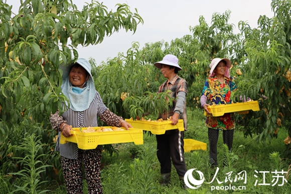 沈倫鎮(zhèn)現(xiàn)代農(nóng)業(yè)產(chǎn)業(yè)園內(nèi)，天廣桃園近期喜迎豐收。興化市委宣傳部供圖