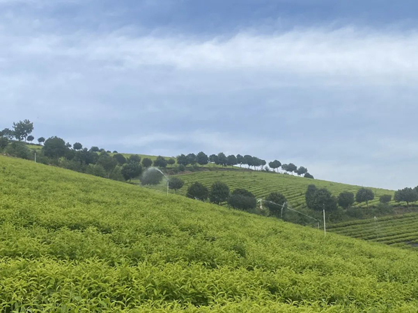 自動噴灌設(shè)施為宜興茶園澆水降溫。無錫市委網(wǎng)信辦供圖