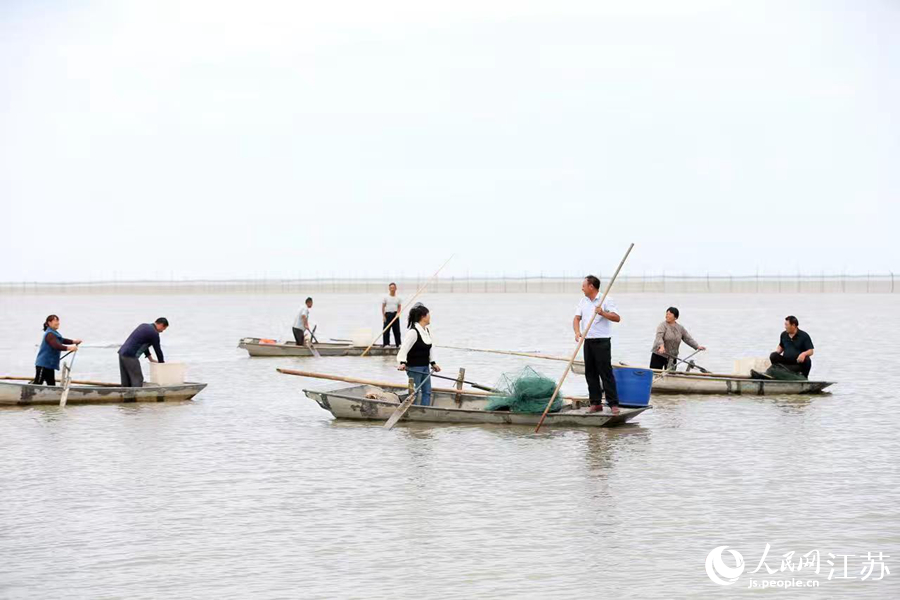 淮安洪澤湖大閘蟹正式開(kāi)捕。人民網(wǎng) 馬曉波攝