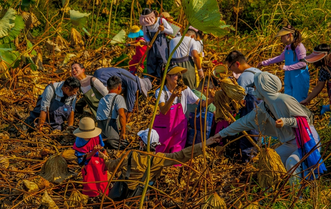 鄉(xiāng)村游，農(nóng)旅研學(xué)成熱點(diǎn)。浦口區(qū)文旅局供圖