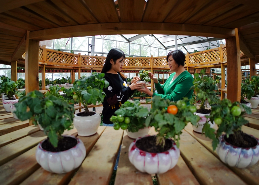 在沙河村“花音畔”蔬菜盆景直播基地，花農(nóng)們在做直播前準(zhǔn)備。丁華明攝