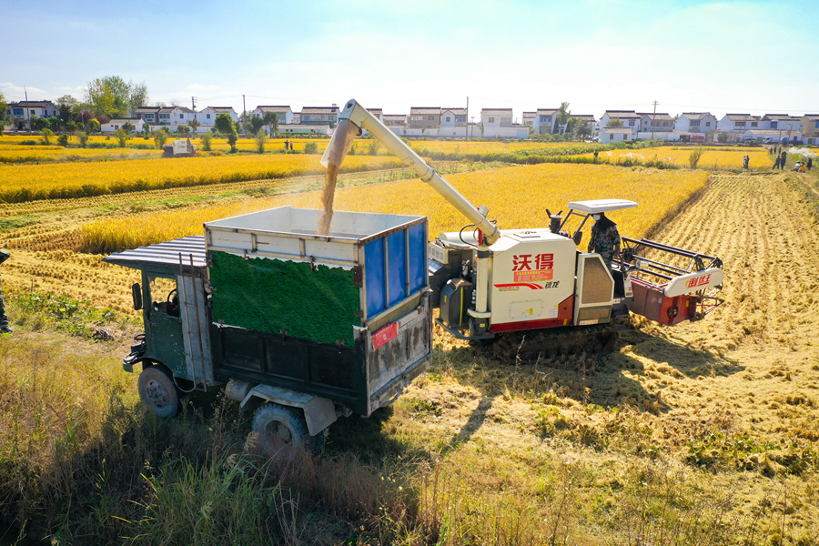 農(nóng)機將收獲的水稻裝車。杜森攝