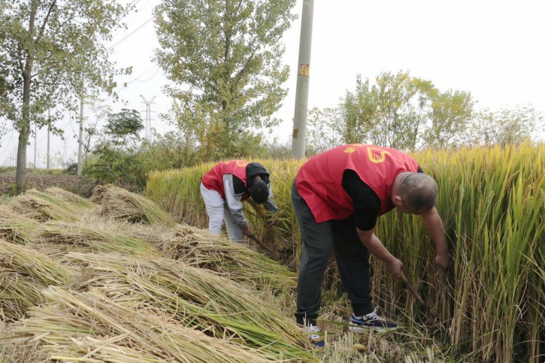  志愿者在稻田地割水稻。建湖煙草供圖