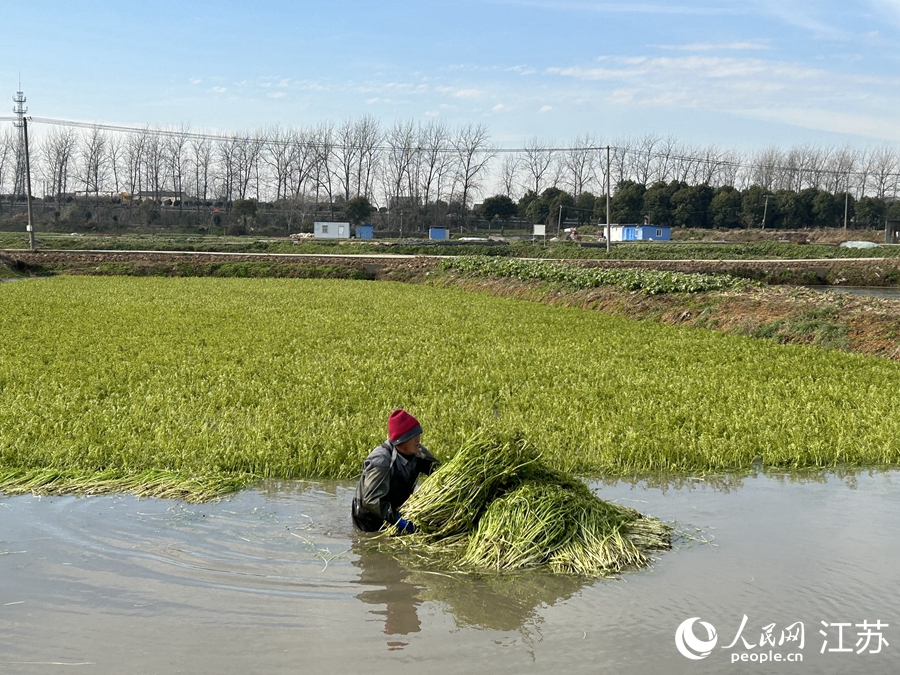 割好的水芹像一個(gè)個(gè)小“谷垛”浮在水面。人民網(wǎng) 王丹丹攝