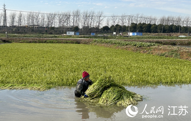 村民在收割水芹。人民網(wǎng) 王丹丹攝