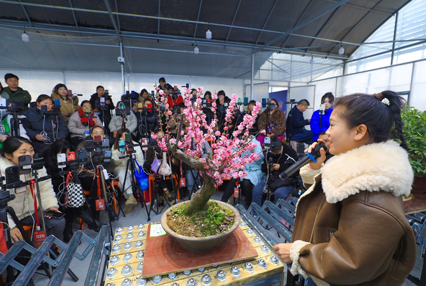 數(shù)十名花木電商主播通過矩陣直播與粉絲互動，提升銷量。丁華明攝