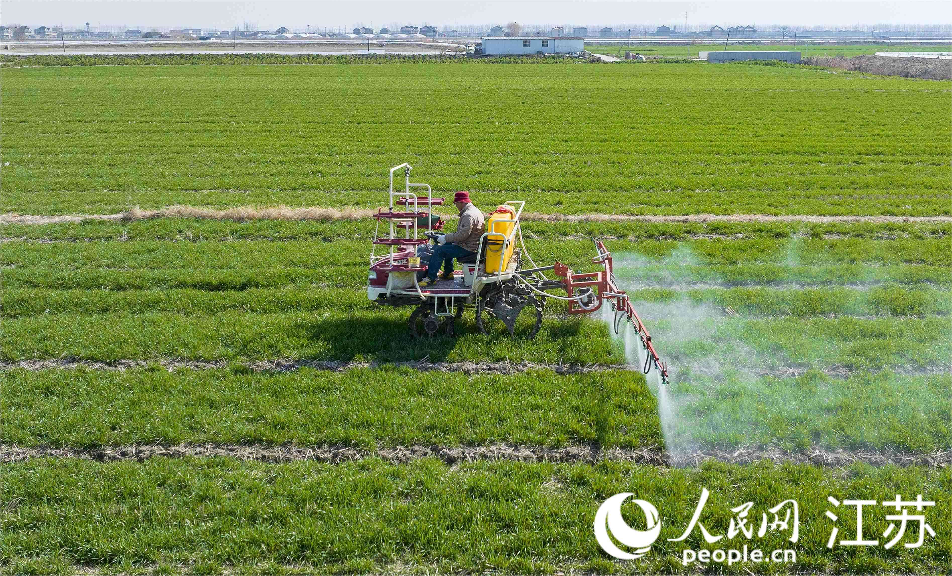 機(jī)器在田間來(lái)回穿梭。周社根攝