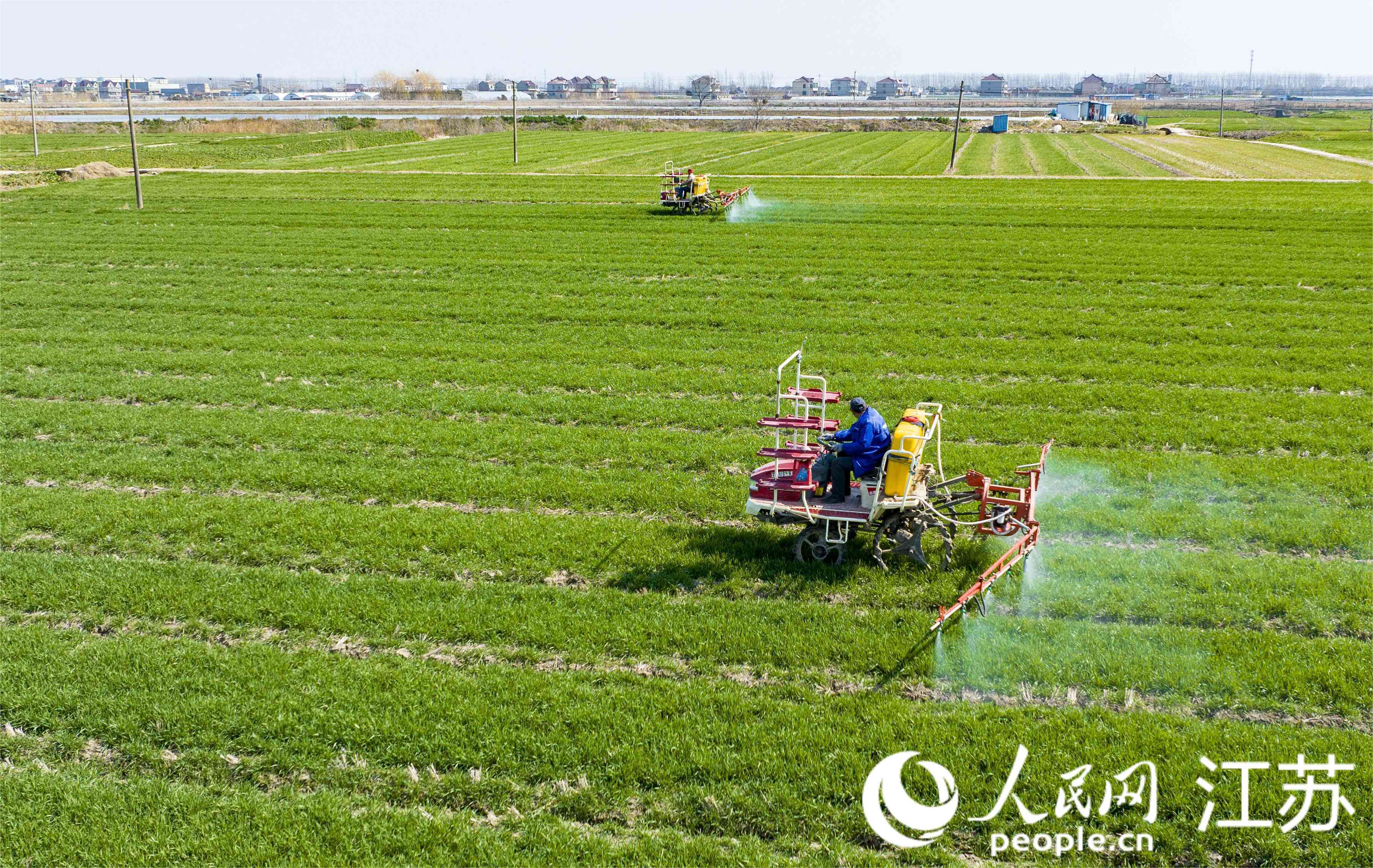 空中俯瞰麥田一片綠意濃濃。周社根攝