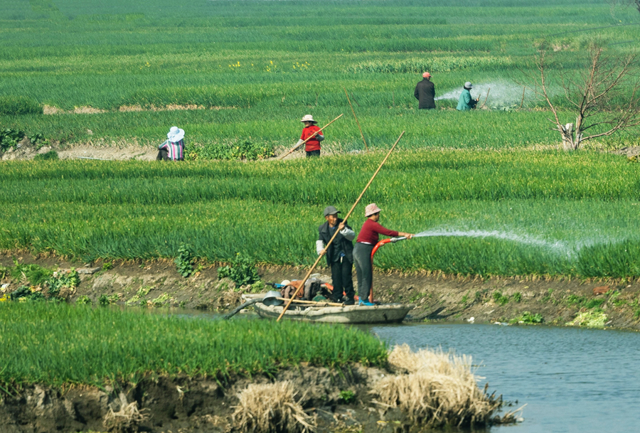 農(nóng)民在給香蔥澆水。史道智攝