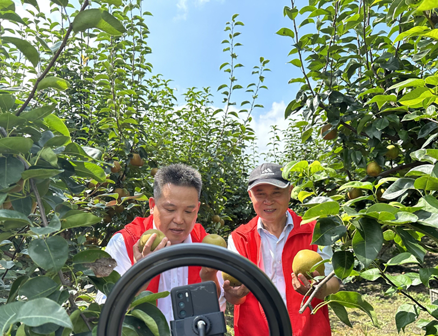 志愿者在梨園直播。姜堰煙草供圖