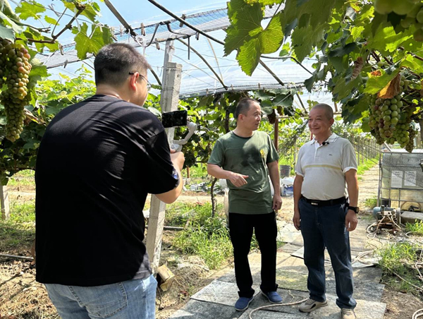 在葡萄果園內(nèi)開展助農(nóng)直播。太倉煙草供圖