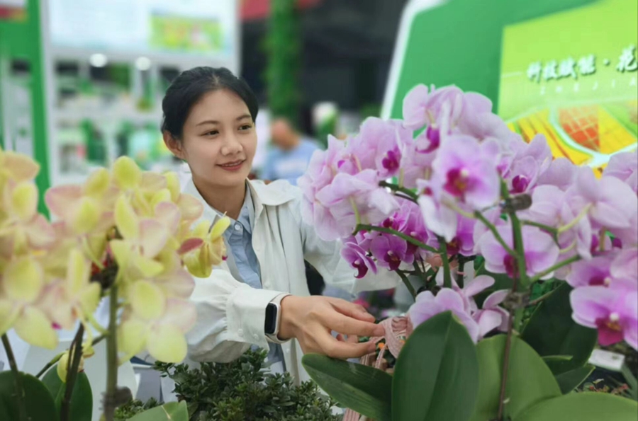 第十屆沭陽花木節(jié)現(xiàn)場展示的蝴蝶蘭。丁華明攝