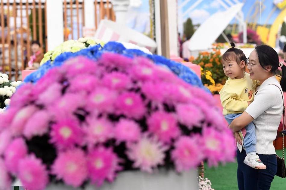 菊花展吸引市民觀賞。萬程鵬攝