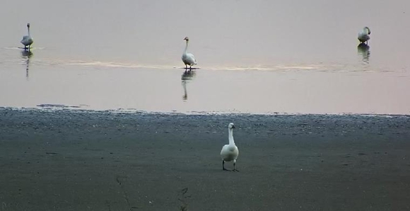 小天鵝在湖畔嬉戲。馬洲島監(jiān)控截圖