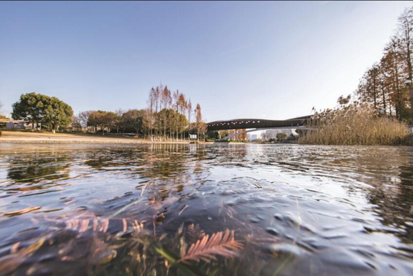 南京河西城市生態(tài)公園湖面冰封 冬景如畫