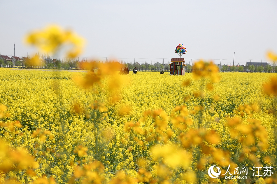 游客打卡油菜花田。人民網(wǎng)記者 王繼亮攝