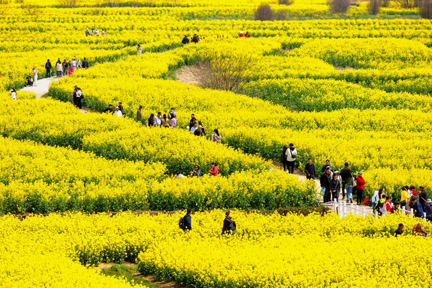 游客賞花。史道智攝