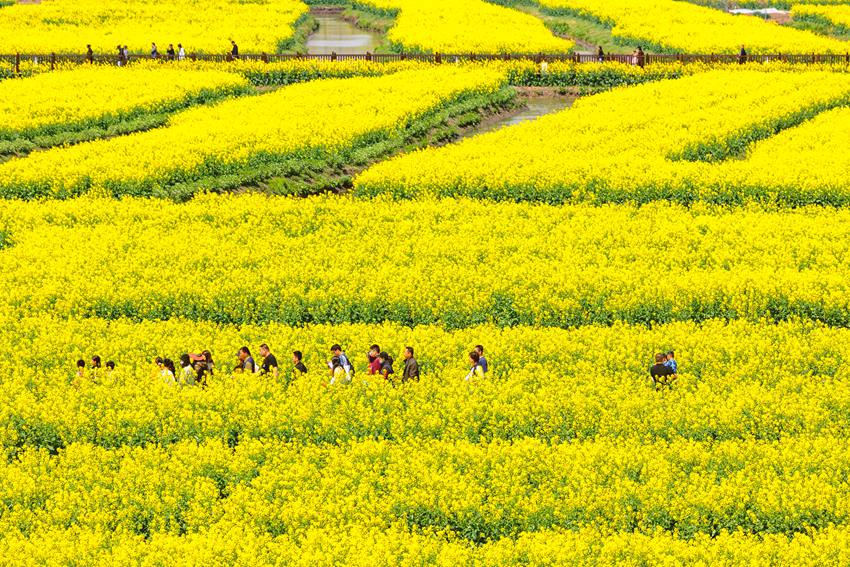 游客賞花。史道智攝