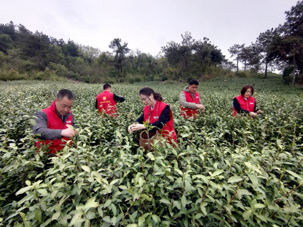 志愿者幫助茶農(nóng)采摘茶葉。薛鳳琴攝