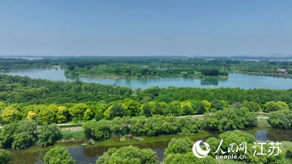 南京長(zhǎng)江新濟(jì)洲國(guó)家濕地公園綠意翻涌。人民網(wǎng) 黃啟源攝