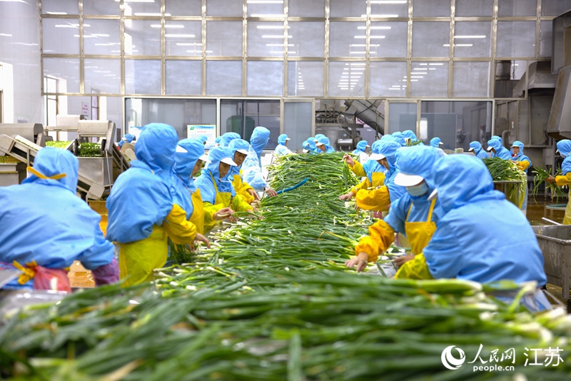 興化市聯(lián)發(fā)食品有限公司加工車間，工人清洗香蔥。人民網(wǎng) 范堯攝