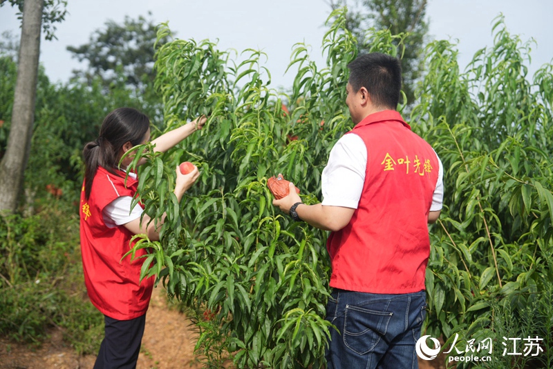 浦口煙草志愿者幫農戶采摘水蜜桃。人民網 王丹丹攝