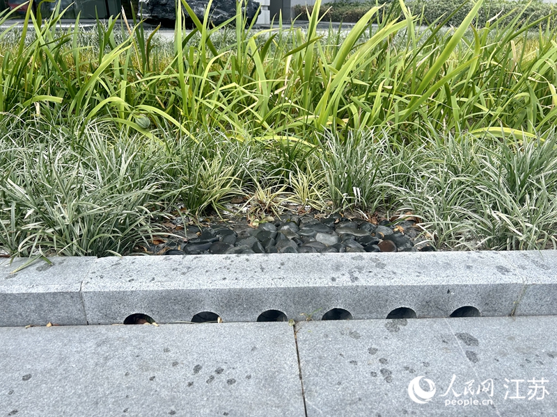 園區(qū)雨水花園中開孔的路緣石。人民網(wǎng) 王丹丹攝