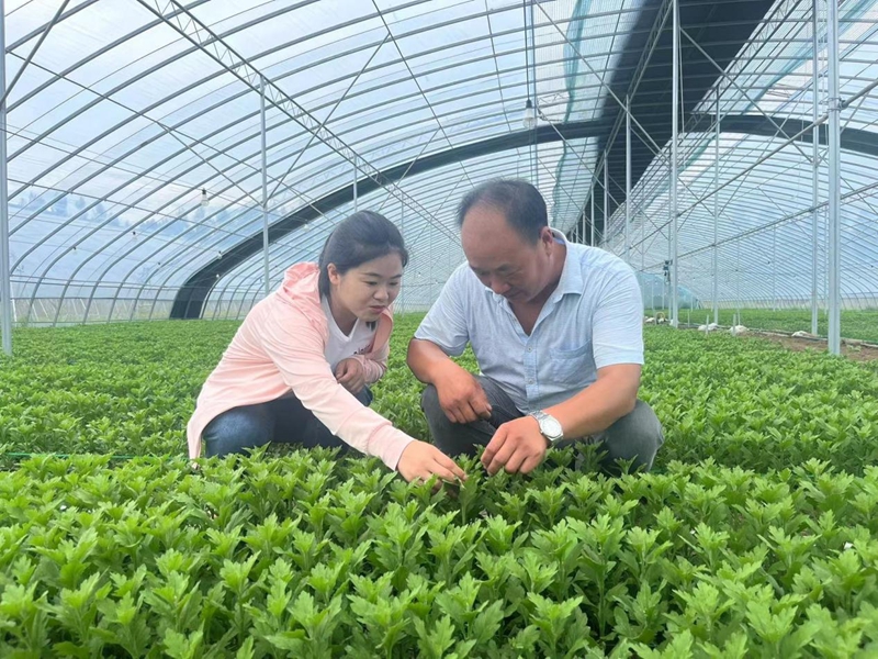 花開東海富萬家  “看看我這菊苗，長得咋樣？”7月18日一早，許鵬正在自家菊花大棚里忙活，遠(yuǎn)遠(yuǎn)瞧見一個(gè)熟悉的身影進(jìn)來，連忙高聲搭腔。  44歲的許鵬，家住江蘇東海縣山左口鎮(zhèn)，種菊已有十多個(gè)年頭，但種植專事出口的白菊還是頭一年。來人是中國農(nóng)科院東海農(nóng)業(yè)綜合試驗(yàn)站的“90后”專家姚紅，她經(jīng)常活躍在田間地頭，是當(dāng)?shù)鼗ㄞr(nóng)信賴的“老朋友”。  